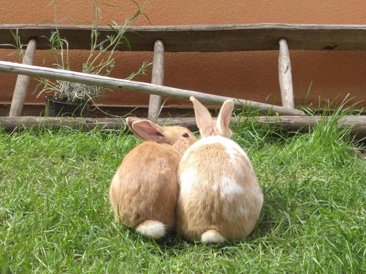 Agriturismo Verdecielo ปาโดวา ภายนอก รูปภาพ